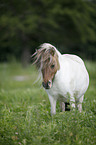 Mini Shetland Pony