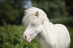 Mini Shetland Pony Portrait