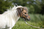 Mini Shetland Pony Portrait