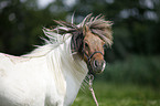 Mini Shetland Pony Portrait