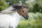 Mini Shetland Pony Portrait