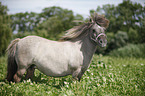 Mini Shetland Pony