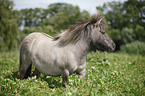 Mini Shetland Pony