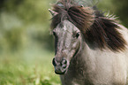 Mini Shetland Pony Portrait