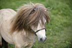 Mini Shetland Pony Portrait