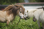 Mini Shetland Ponies