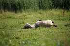 rolling Mini Shetland Pony