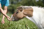 eating Mini Shetland Pony