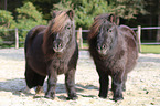 Mini Shetland Ponies