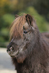 Mini Shetland Pony Portrait