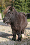 Mini Shetland Pony