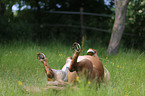 rolling Mini Shetland Pony