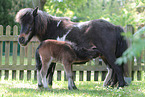 Mini Shetland Ponys