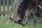 Mini Shetland Pony