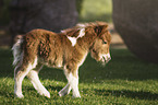 Mini Shetland Pony Foal