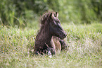 lying Mini Shetland Pony