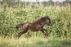 running Mini Shetland Pony