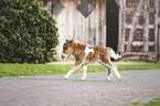 Mini Shetland Pony Foal