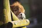 Mini Shetland Pony Foal