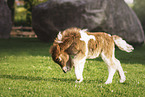 Mini Shetland Pony Foal