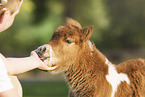 human with Mini Shetland Pony Foal