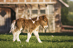 Mini Shetland Pony Foal