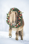 galloping Mini Shetland Pony