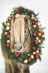 Mini Shetland Pony Portrait
