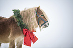 Mini Shetland Pony Portrait