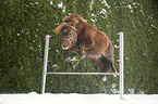 jumping Mini Shetland Pony