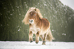 galloping Mini Shetland Pony