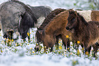 Mini Shetland Ponies