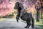 rising Mini Shetland Pony