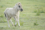 Mini Shetland Pony foal