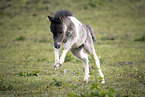 Mini Shetland Pony foal