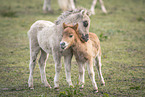 Mini Shetland Pony foals