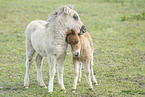 Mini Shetland Pony foals