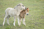 Mini Shetland Pony foals