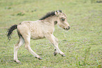 Mini Shetland Pony foal