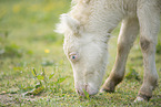 Mini Shetland Pony foal
