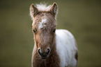 Mini Shetland Pony foal