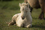 Mini Shetland Pony foal