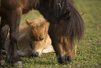 Mini Shetland Ponies
