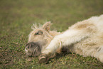 Mini Shetland Pony foal