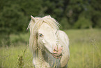 Mini Shetland Pony in summer