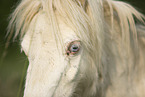 Mini Shetland Pony in summer