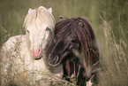 2 Mini Shetland Ponies
