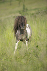 Mini Shetland Pony in summer
