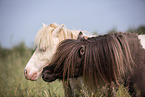 2 Mini Shetland Ponies