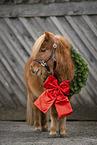 Miniature Shetland Pony